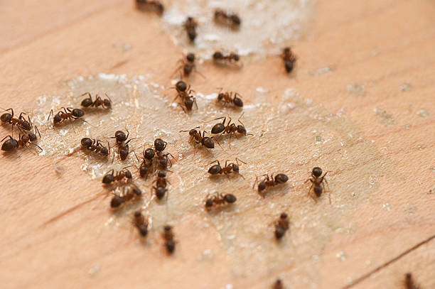 Gardiner, ME Pest Control Company